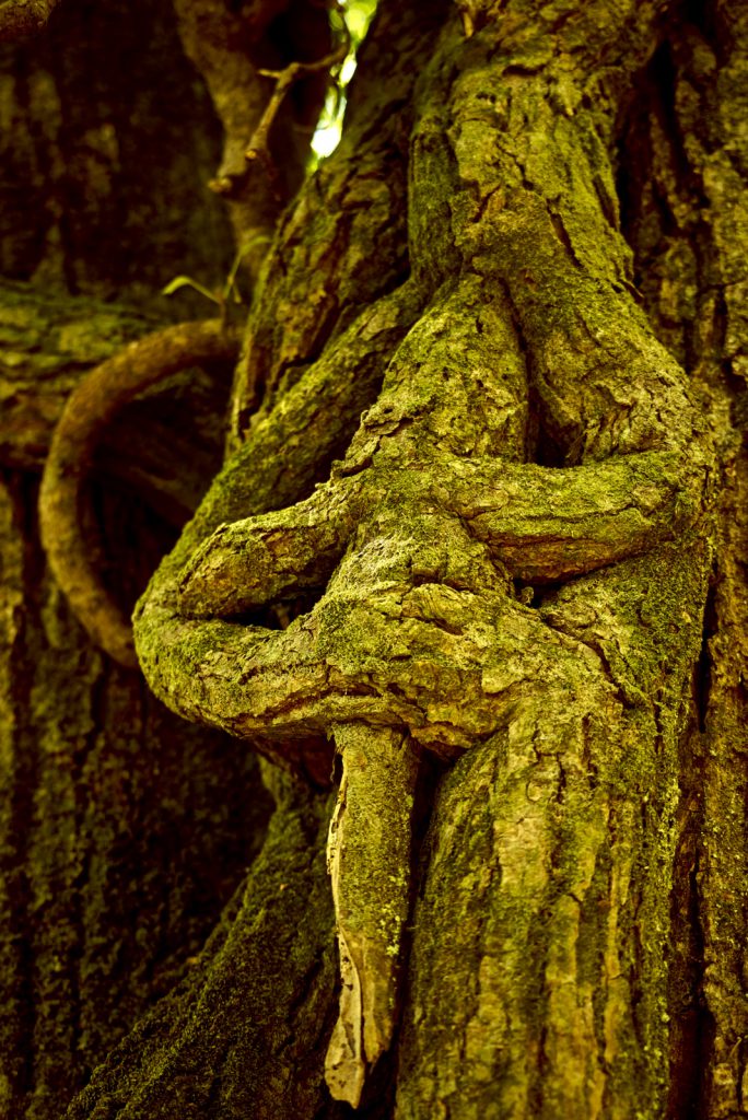 Magnus A. Staudte Photography Flute Blowing Tree